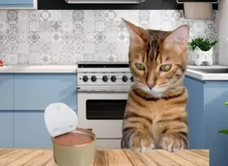 5.000 Muestras Gratis de Gourmet Gold Fondant para tu Gatito