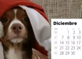 Calendario Personalizado Gratis en Hofmann