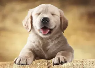 Consigue Regalo de Bienvenida Puppy para tu Perrito Gratis