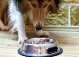 Muestas Gratis Purina DeliBakie Para Tu Perro