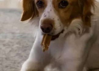 Muestras Gratis De Pedigree Dentastix