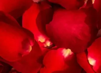 Muestras Gratis Ultimune de Shiseido