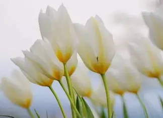 Muestras gratis de Elizabeth Arden Superstart