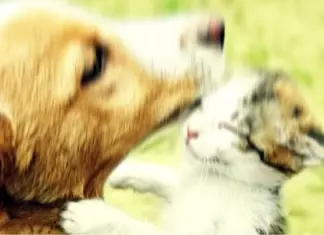 Prueba Gratis Advance Puppy o Kitten