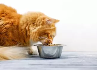 Prueba Gratis Cat Chow