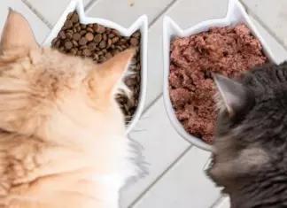 Prueba Gratis Cat Chow o Dog Chow de Purina