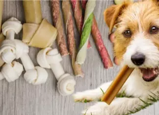 Prueba Gratis Pedigree DentaFlex para tu mascota