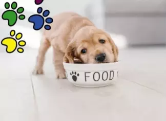 Prueba Gratis Purina Dog Chow