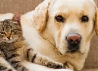 Prueba gratis Alimento para Perro o Gato Nutro Wild Frontier