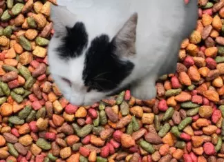 Purina Sortea 6.000 Muestras de Purina One para tu gato
