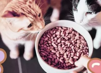 Reembolso Ultima Gato Junior