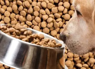 Reembolso de Purina Pro Plan para tu Perro adulto o Senior