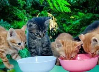 Regalan 10.000 Ultima Activity Balls para gatos esterilizados