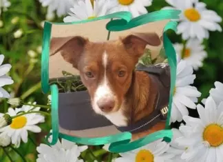 Regalan Foto Personalizada de tu Mascota