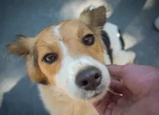 Regalo Gratis De Una Etiqueta Personalizada Seresto Para Tu Mascota