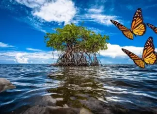 Testadores Biodiverso