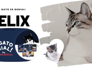 Felix sortea 50 lotes para Gato