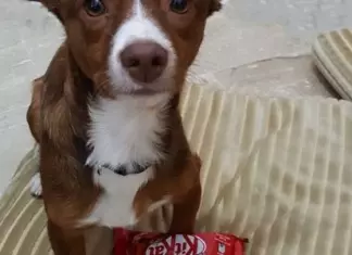 Si Compras KitKat puedes Optar a Ganar un Móvil iPhone 11