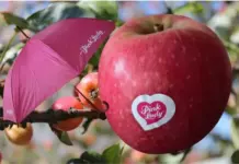 Club Manzanas Pink Lady