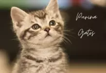 Compra Gourmet para Gato y Acumula Puntos para Tus Regalos