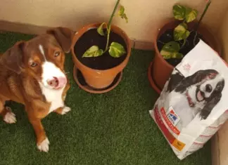 Reembolsos Hill’s Science Plan