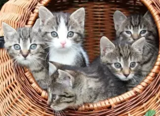 Prueba Gratis True Instinct para Gatos