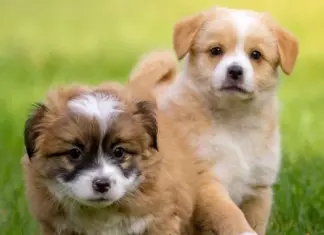 Reembolso True Instinct para Perros